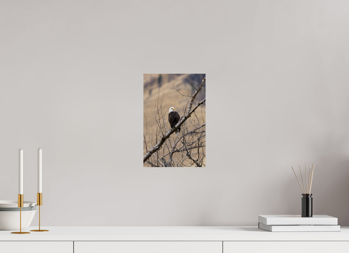 8 x 12″, Photo Print On Fuji Crystal DP II Eagle