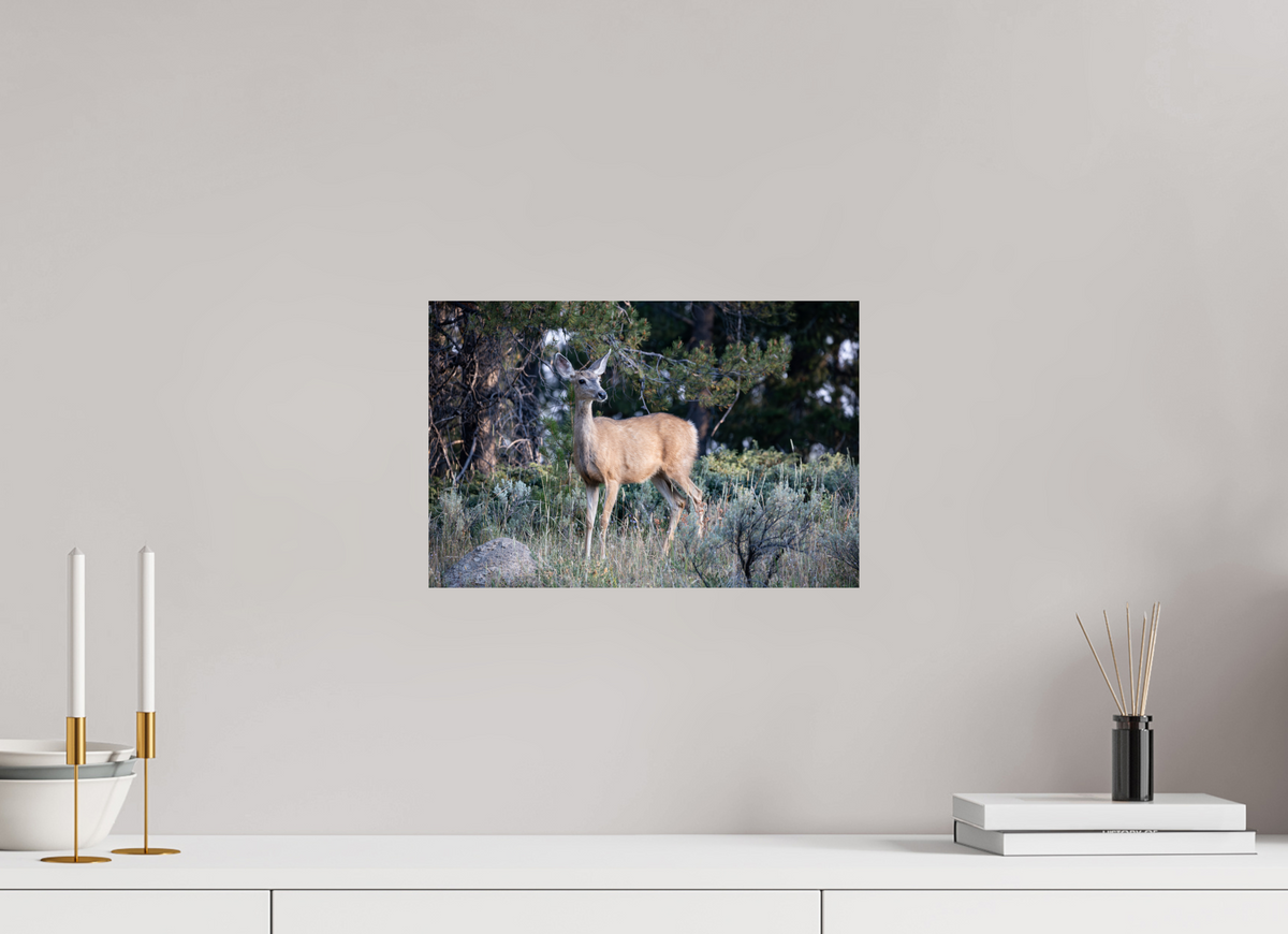 15 x 10″, Photo Print On Fuji Crystal DP II Deer