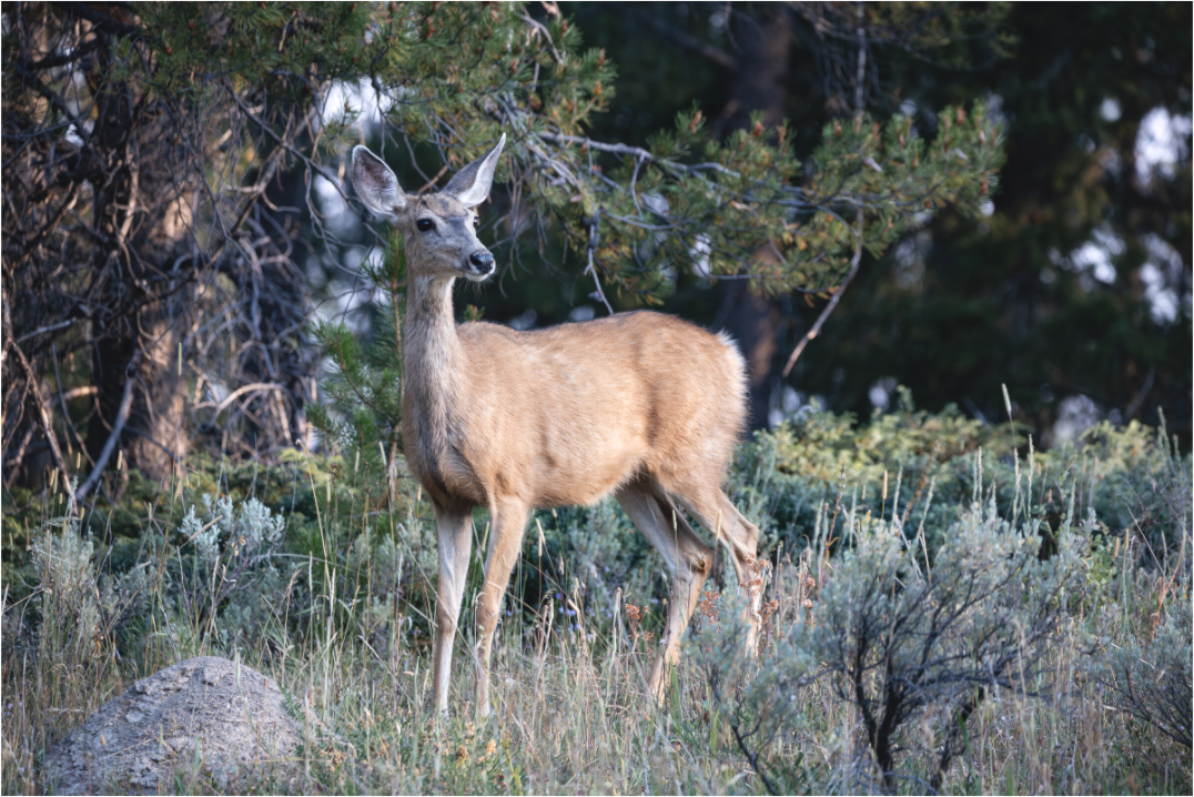 Main image Deer