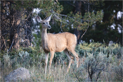 Main image Deer