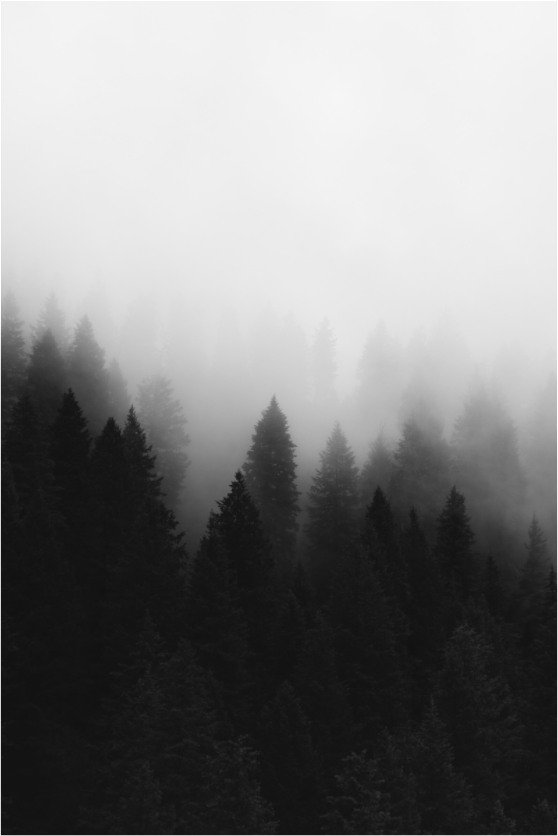 Main image Tree In Fog Portrait