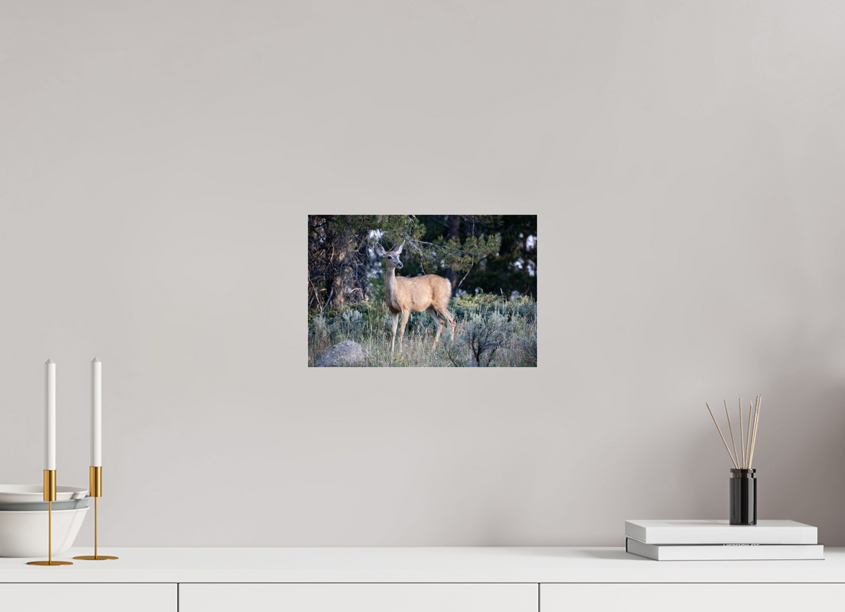 12 x 8″, Glossy Deer