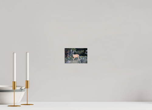 6 x 4″, Photo Print On Fuji Crystal DP II Deer