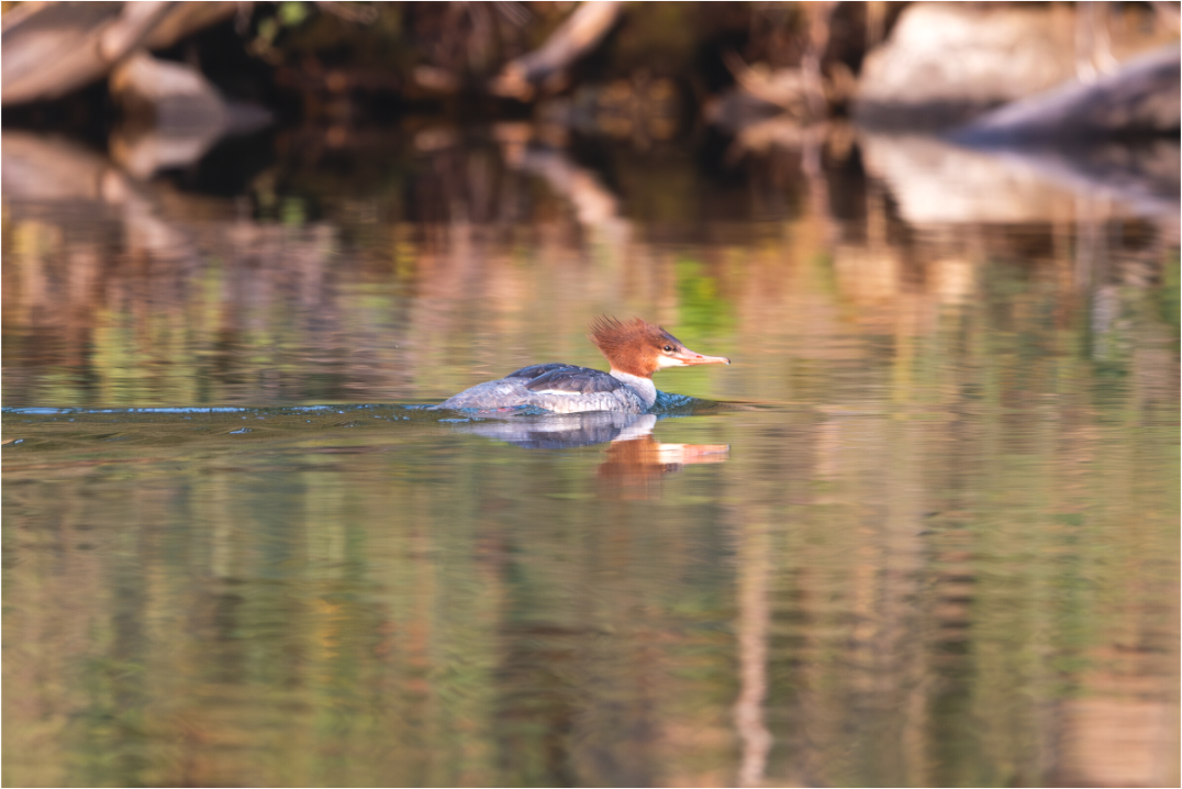 Main image Duck