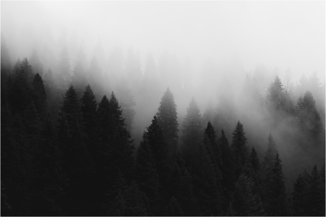 Main image Tree in Fog
