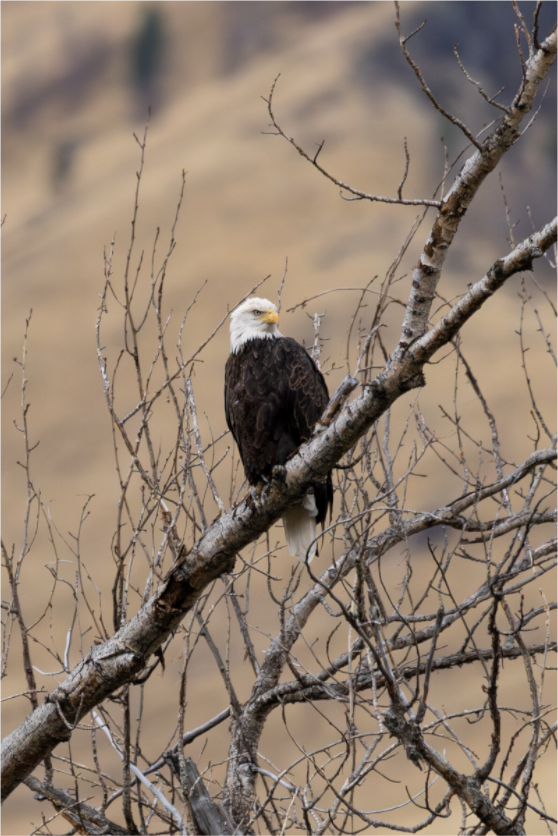 Main image Eagle