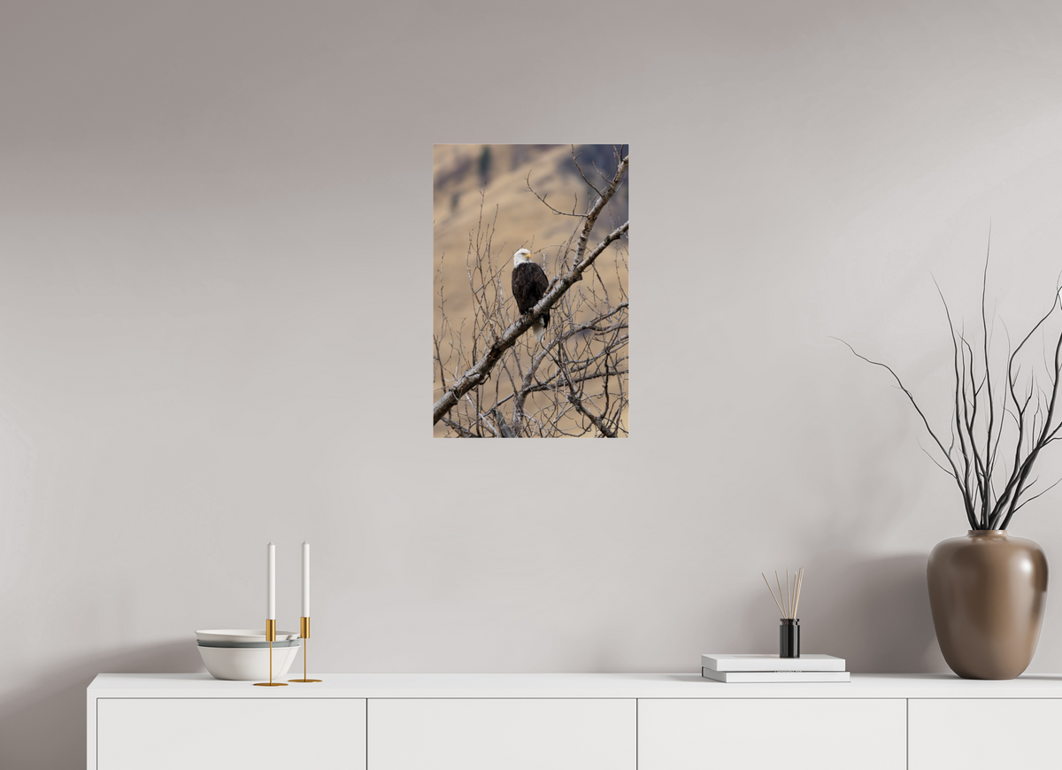 16 x 24″, Glossy Eagle